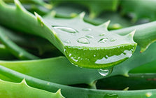 Aloe Vera Extract