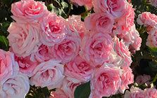 British Rose Extract
