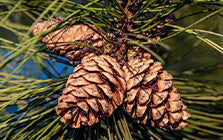 Cedarwood Accord