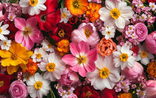 Floral Essence Accord
