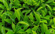 Tea Tree
