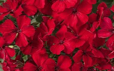 Geranium flower
