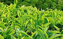 Tea Tree Extract