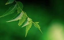 Neem Extract