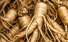 Panax ginseng