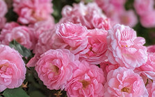 Rosa Damascena Flower