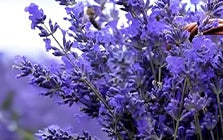 Lavender