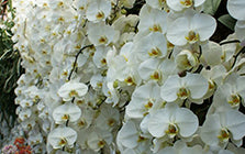White Orchid Extract