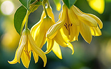 Ylang Ylang