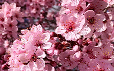 Cherry Blossom