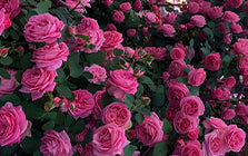 Denmark Rose