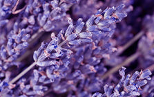 Lavender Extract