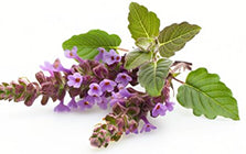 Patchouli