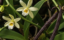 Vanilla