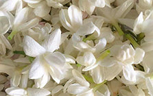 White Flower